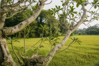 The Green Moss - 1