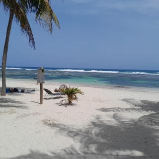 Le Tropical - 0