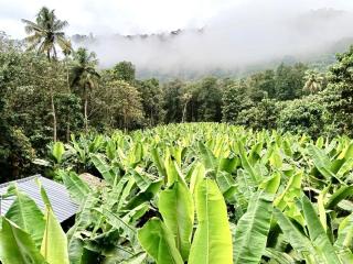 Fruits Garden Resort - 1