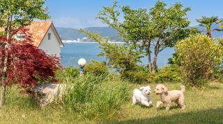 Geoje Kkachi and Santorini Pension - Geoje - 9
