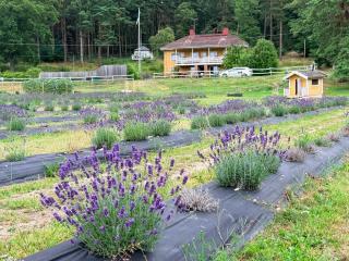 Villa Stockholm Lavendel - Bro - 0