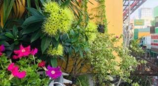 Son Tung Hotel - De Tham Street - 5