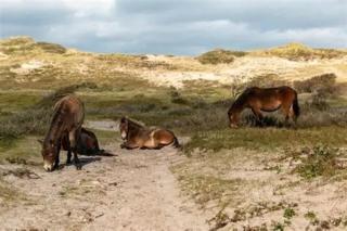 Strand Roos - 2