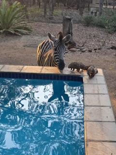 Qetesia Private Bush Retreat in Marloth Park - 6