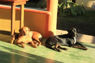 Gipsy Ranch Rooms - Cabarete - 7