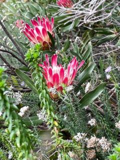 Love Nest In Pringle Bay - 8