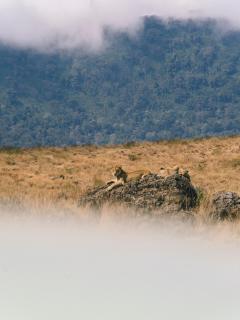 Ngorongoro Lodge member of Meliá Collection - The leading Hotels of the World - 9