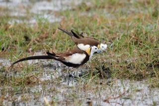Kingfisher Inn Tissa - Yala Safari Gateway - 6