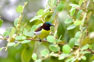 Kingfisher Inn Tissa - Yala Safari Gateway - 3