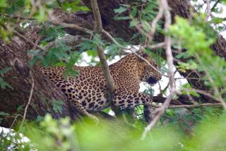 Kingfisher Inn Tissa - Yala Safari Gateway - 7