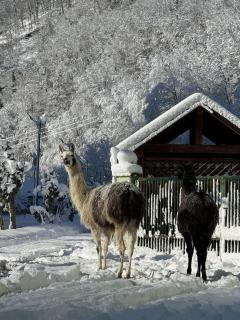 Biopark Divlje vode - 3