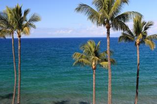 ROYAL MAUIAN, #606 - 1