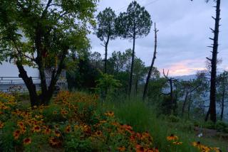 Pine Grey Castle - 1