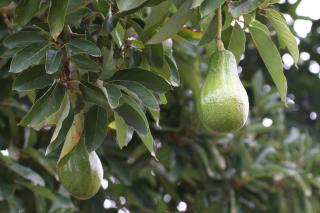 Avocado Grove Guest House - 1