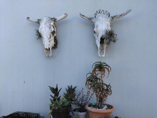 Wildebeespan Guest Farm - 5