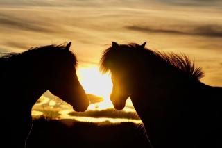 Countryside stay with horses - 5