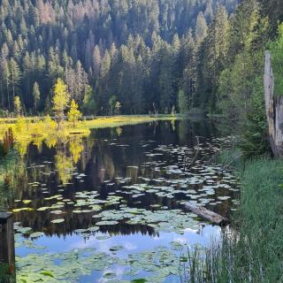 Wald Living - 1
