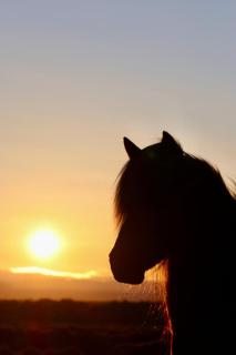 summer house offers breathtaking views and horses - 8