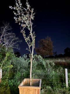 Green garden - 7