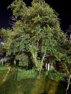 Green garden - 6
