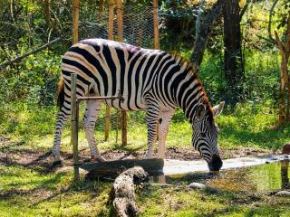 Ihlathi Lodge in Kuleni Game Park - 5