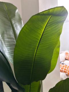 White House, Garden Estate - 0