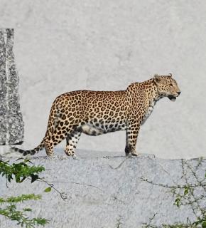 Jawai Bagpackers Hostel - 2