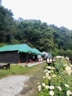 Mist & pine bhimtal - 7