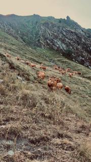 L'izard - 7
