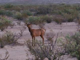 Wildlife BBQ, Stargazing Black Cat Ranch Awaits - 2