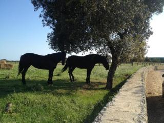 Masseria Autigne - Otranto - 1