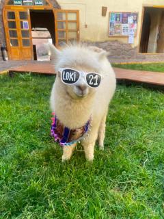 Loki Cusco - 0