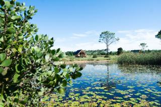 Plett Yellowwood Tiny House -  - 3