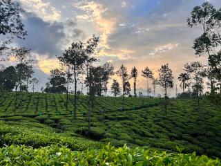 Wayanad Turmerica Premium Pool Resort - 7