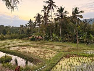 Gala Munduk - 3