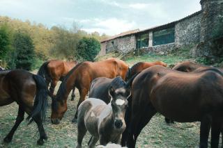 Casa Grande de Covas-Rural Boutique & Agroturismo en la Ribeira Sacra - 5