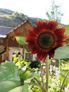 Guesthouse Lola - 8
