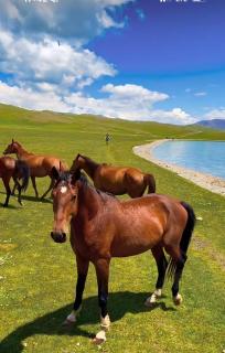 Davan Guest House&Horse Trekking Son-Kol - 4
