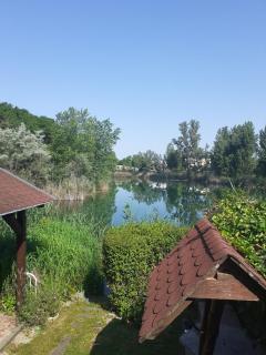 Lavender - 1