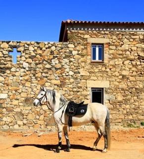 Couto dos Pardinhos - Monforte da Beira - 1