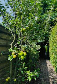 Bed and Breakfast: 'Bij ons Achter' - 1