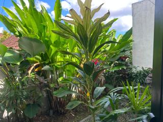 Villa Dahlia Ubud - 1