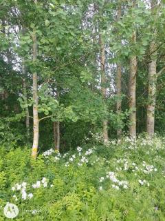Windy trees studio Tornio - 8