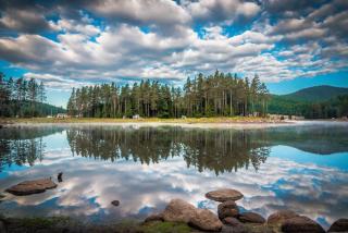 Romantica Forest Guest House - Dospat - 8