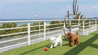Yangyang Bono Pet-friendly Pension - 5
