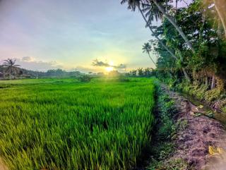 ORYZA paddy side villa - 7