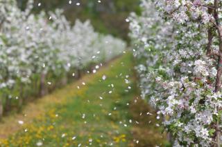 GUT WINE winery-ciderry-distillery - 2