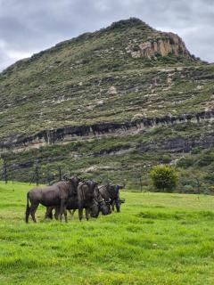 Leeuwenkrantz Self-catering Cottages - 4