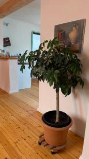 Ferienwohnung Eule - 1