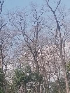 Home stay in middle of forest - 4